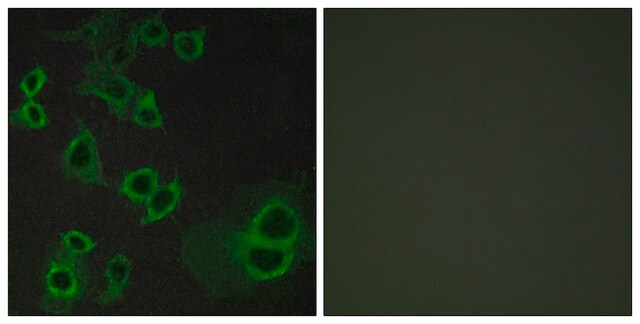 Anti-ADORA3 antibody produced in rabbit affinity isolated antibody