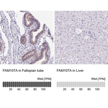 Anti-FAM107A antibody produced in rabbit Prestige Antibodies&#174; Powered by Atlas Antibodies, affinity isolated antibody, buffered aqueous glycerol solution