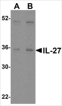 Anti-IL-27 (ab2) antibody produced in rabbit affinity isolated antibody, buffered aqueous solution