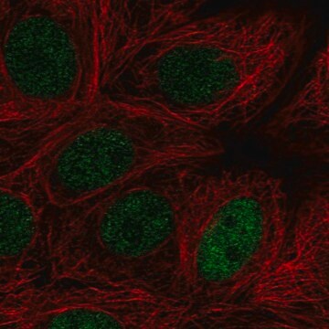 Anti-MAZ antibody produced in rabbit Prestige Antibodies&#174; Powered by Atlas Antibodies, affinity isolated antibody