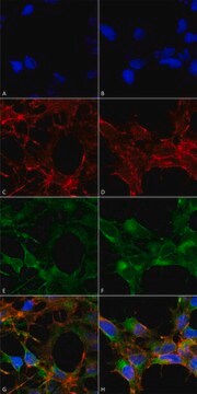 Monoclonal Anti-Acrolein antibody produced in mouse clone 10A10