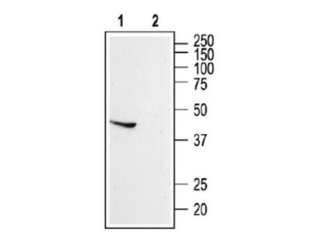 Anti-Somatostatin Receptor Type 5 Antibody Chemicon&#174;, from rabbit