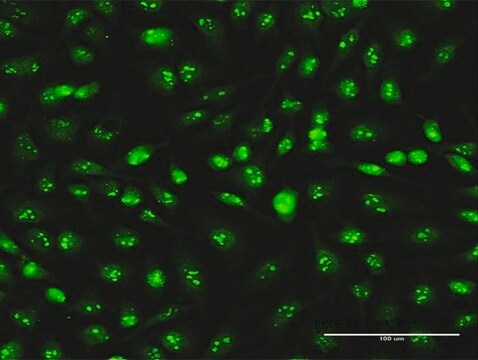 Monoclonal Anti-SKP1A, (C-terminal) antibody produced in mouse clone 2E6, purified immunoglobulin, buffered aqueous solution