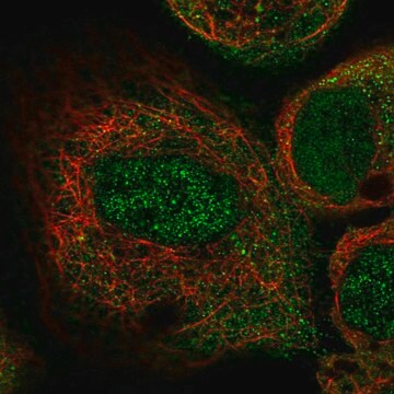 Anti-ILK antibody produced in rabbit Prestige Antibodies&#174; Powered by Atlas Antibodies, affinity isolated antibody