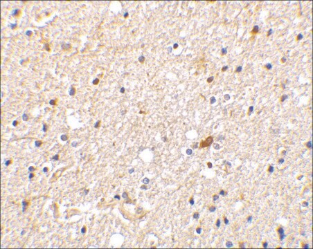 Anti-NADE antibody produced in rabbit IgG fraction of antiserum, buffered aqueous solution