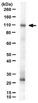 抗Neph1抗体，胞浆域 from rabbit, purified by affinity chromatography