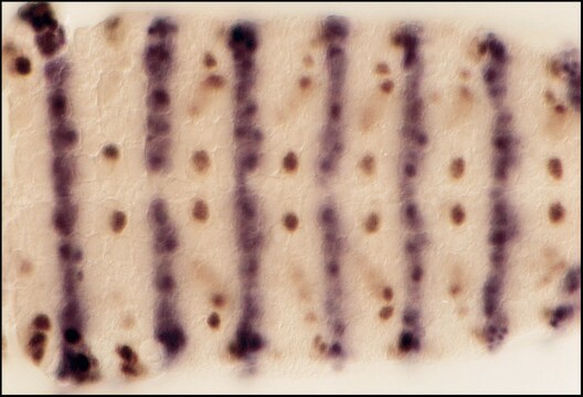 抗 小鼠 IgG（Fc 特异性）-碱性磷酸酶 山羊抗 affinity isolated antibody, buffered aqueous glycerol solution