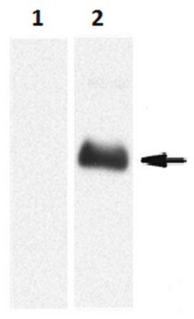 Przeciwciało przeciwko proteinazie 3/PR3, klon MCPR3-7 clone MCPR3-7, from mouse