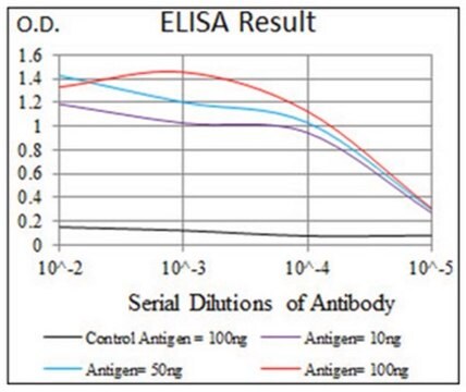 Przeciwciało anty-BMPR-1A, klon 4B7B2 ascites fluid, clone 4B7B2, from mouse