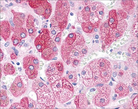 抗BACE1抗体 ウサギ宿主抗体 affinity isolated antibody