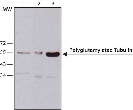 Anti-Tubulin, Polyglutamylated antibody, Mouse monoclonal clone B3, purified from hybridoma cell culture