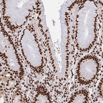 Anti-HNRNPL antibody produced in rabbit Prestige Antibodies&#174; Powered by Atlas Antibodies, affinity isolated antibody, buffered aqueous glycerol solution