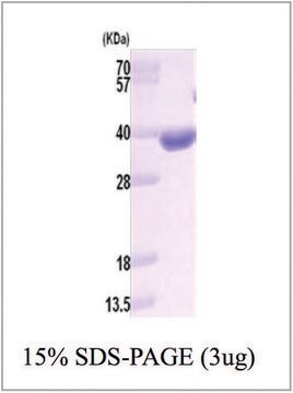 AKR1B10 human recombinant, expressed in E. coli, &#8805;90% (SDS-PAGE)