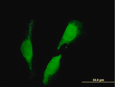 Anti-SEC23IP antibody produced in mouse IgG fraction of antiserum, buffered aqueous solution