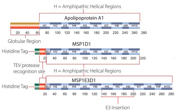 Membrane Scaffold Protein 1E3D1 recombinant, expressed in E. coli, buffered aqueous solution