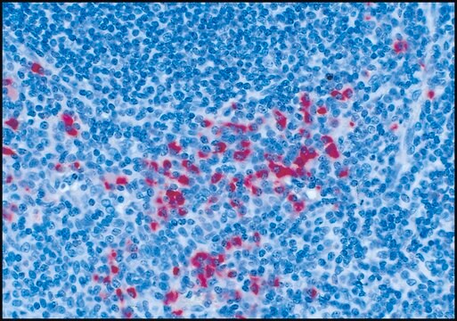 抗ヒトIgG (&#947;-鎖特異的), F(ab&#8242;)2フラグメント&#8722;アルカリフォスファターゼ ヤギ宿主抗体 affinity isolated antibody, buffered aqueous glycerol solution