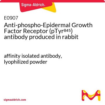 Anti-phospho-Epidermal Growth Factor Receptor (pTyr845) antibody produced in rabbit affinity isolated antibody, lyophilized powder