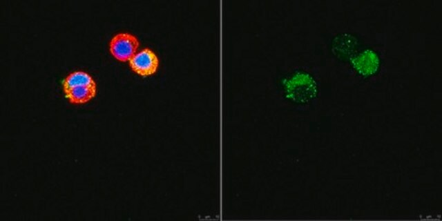 Anti-vesikulärer-Glutamattransporter-3 (VGLUT3)-Antikörper from rabbit, purified by affinity chromatography