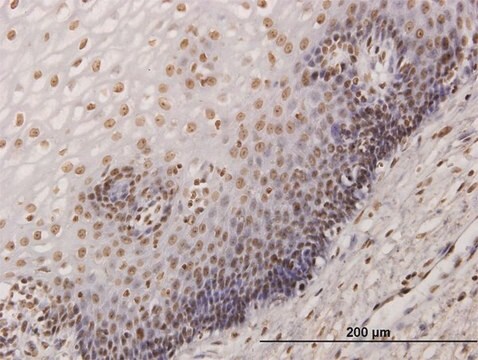 Monoclonal Anti-KHSRP antibody produced in mouse clone 4H7, purified immunoglobulin, buffered aqueous solution