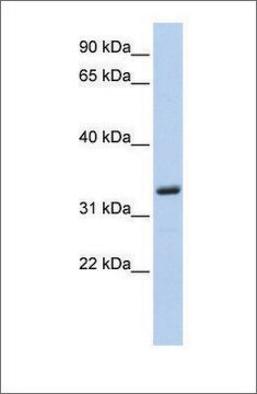 Anti-MS4A4A antibody produced in rabbit affinity isolated antibody