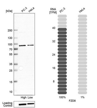 Anti-FZD8 antibody produced in rabbit Prestige Antibodies&#174; Powered by Atlas Antibodies, affinity isolated antibody, buffered aqueous glycerol solution