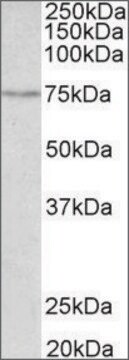 Anti-SLC6A4 (C-terminal) antibody produced in goat affinity isolated antibody, buffered aqueous solution