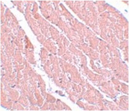 Anti-ATG13 Antibody from rabbit, purified by affinity chromatography