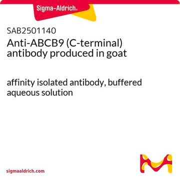 Anti-ABCB9 (C-terminal) antibody produced in goat affinity isolated antibody, buffered aqueous solution