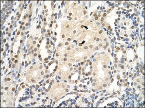 Anti-PUF60 (AB2) antibody produced in rabbit IgG fraction of antiserum