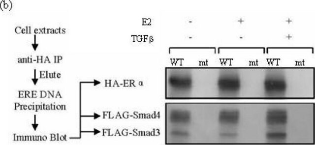 Anti-HA monoclonal clone HA-7, ascites fluid