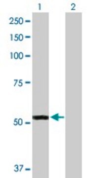 Anti-FMO3 antibody produced in rabbit purified immunoglobulin, buffered aqueous solution