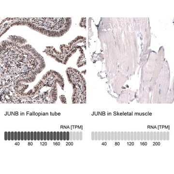 Anti-JUNB antibody produced in rabbit Prestige Antibodies&#174; Powered by Atlas Antibodies, affinity isolated antibody, buffered aqueous glycerol solution