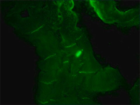 抗-N-カドヘリン抗体、マウスモノクローナル マウス宿主抗体 clone GC-4, purified from hybridoma cell culture