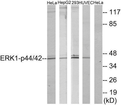 Anti-p44 MAP Kinase antibody produced in rabbit affinity isolated antibody