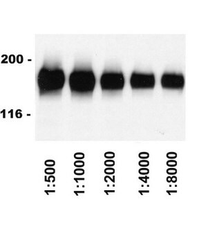 Królicze przeciwciało IgG przeciw owcom, koniugat HRP Upstate&#174;, from rabbit