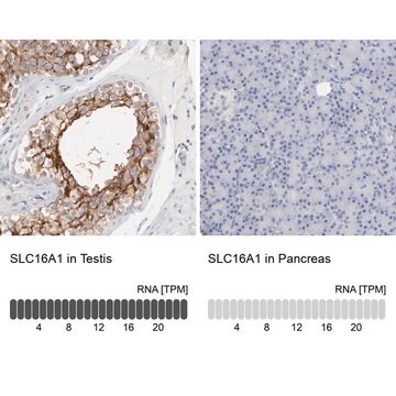 Anti-SLC16A1 antibody produced in rabbit Prestige Antibodies&#174; Powered by Atlas Antibodies, affinity isolated antibody, buffered aqueous glycerol solution