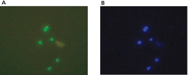 Anti-IFI-16 antibody, Mouse monoclonal ~1&#160;mg/mL, clone IFI-230, purified from hybridoma cell culture