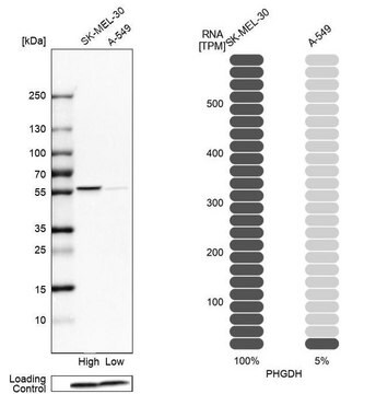 抗PHGDH ウサギ宿主抗体 Prestige Antibodies&#174; Powered by Atlas Antibodies, affinity isolated antibody, buffered aqueous glycerol solution, Ab1