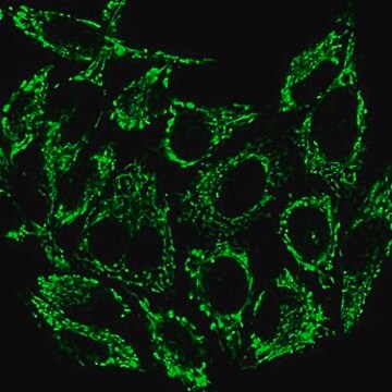 BioTracker&nbsp;488 Mitochondrienfarbstoff, grün Live cell imaging mitochondrial dye that stains the membrane of mitochondria used to detect cell viability, metabolic activity and overall cell health.