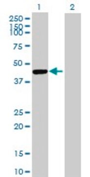 Anti-CTSE, (C-terminal) antibody produced in mouse purified immunoglobulin, buffered aqueous solution