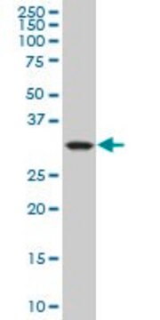 Monoclonal Anti-CRYM, (C-terminal) antibody produced in mouse clone 1C6, purified immunoglobulin, buffered aqueous solution