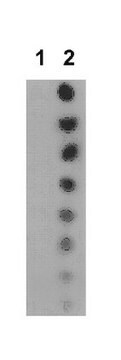 Anti-acetyl STAT5B (Lys701) Antibody from rabbit, purified by affinity chromatography