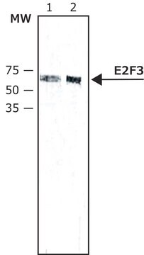 Anti-E2F3 antibody ,Mouse monoclonal clone PG30, purified from hybridoma cell culture