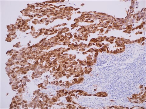 SOX-2 (EP103) Rabbit Monoclonal Primary Antibody