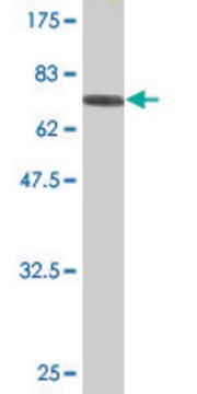 Monoclonal Anti-TNS4 antibody produced in mouse clone 1C1, purified immunoglobulin, buffered aqueous solution