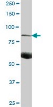 Anti-C7 antibody produced in mouse purified immunoglobulin, buffered aqueous solution