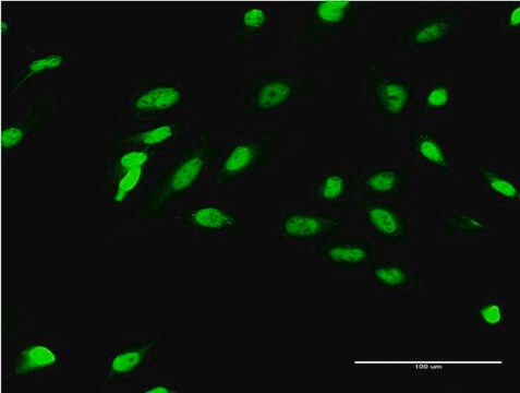 Monoclonal Anti-ZIC4 antibody produced in mouse clone 4F3, purified immunoglobulin, buffered aqueous solution