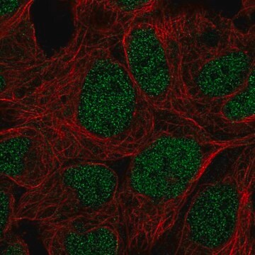 Anti-PRR14 antibody produced in rabbit Prestige Antibodies&#174; Powered by Atlas Antibodies, affinity isolated antibody