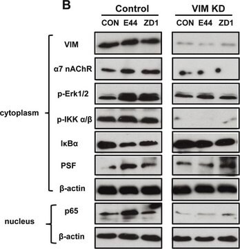 モノクロナール抗PSF マウス宿主抗体 clone B92, purified from hybridoma cell culture