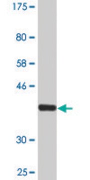 Monoclonal Anti-DTYMK antibody produced in mouse clone 2C2, ascites fluid